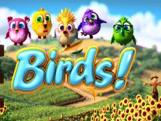 birds